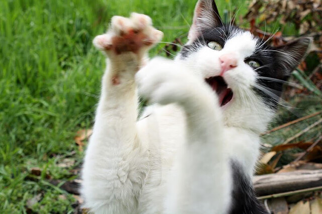 开云官方-瑞士马术协会建立马匹基因数据库,促进马匹选育与训练。,瑞典 马