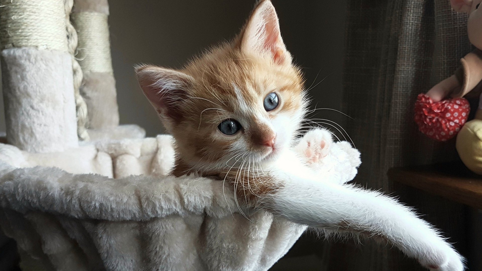 kaiyun体育app-球迷自制短视频：最感人、最激励人心的现场瞬间，足球球迷的视频