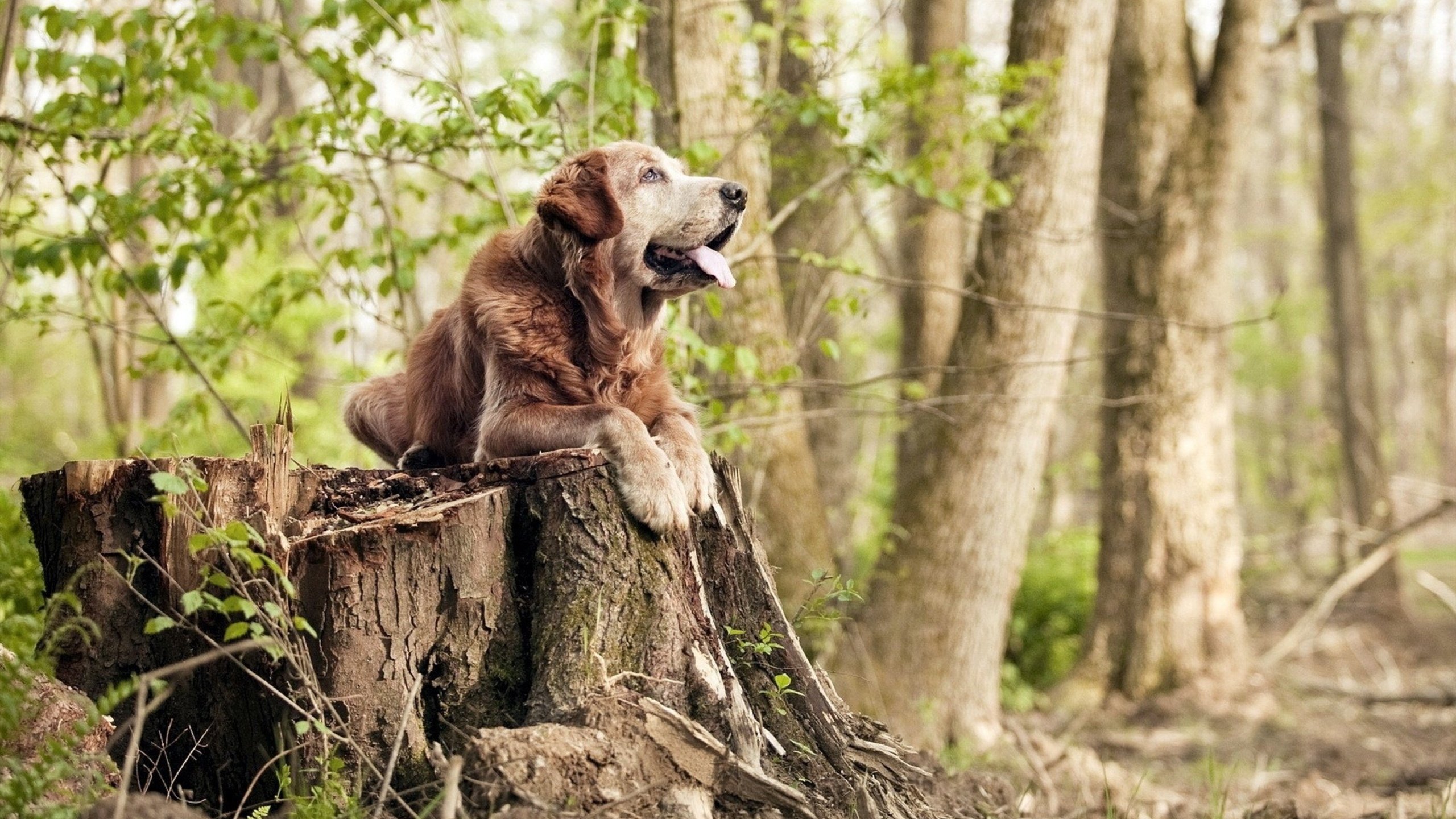 kaiyun官方入口登录-篮网在主场迎战湖人,杜兰特带领球队攻防两端全面爆发,轻取对手!
