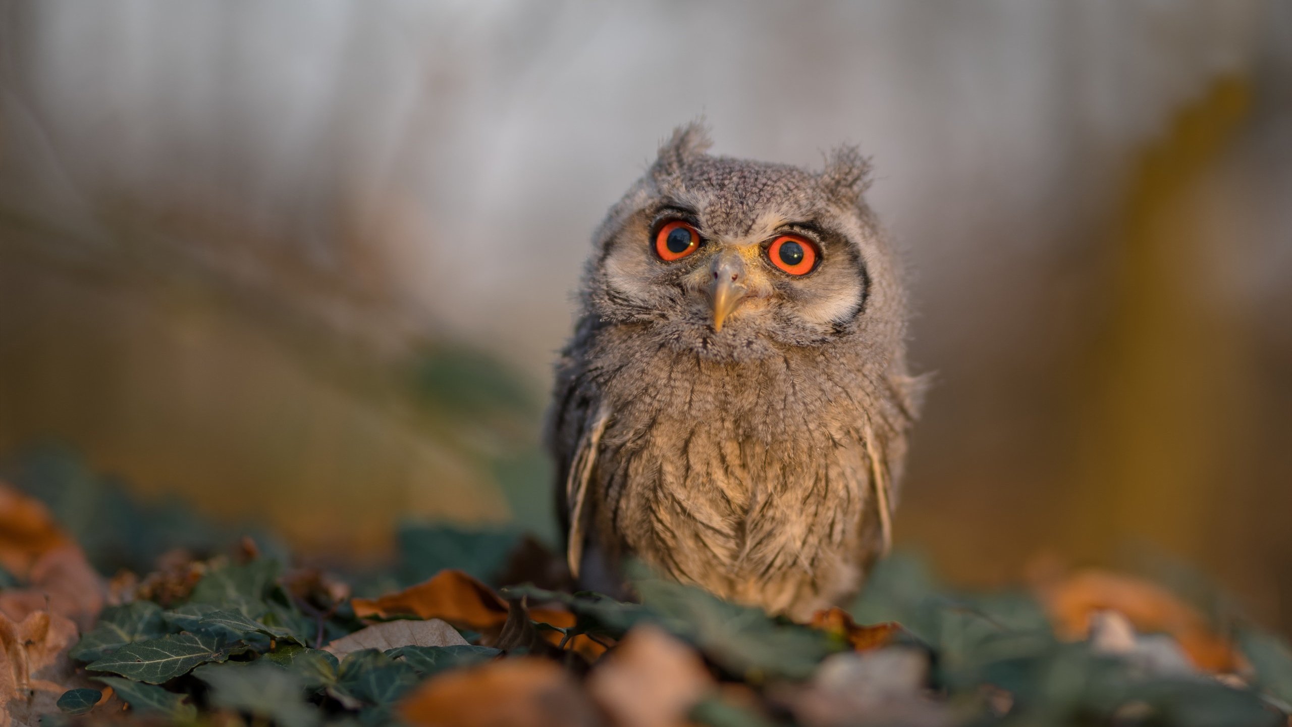 开云·体育官网-芈昱廷在“湾区杯”围棋大棋士赛中晋级决赛，围棋 芈昱廷