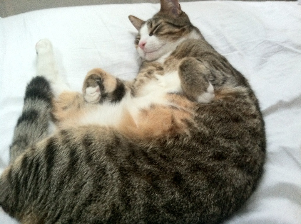 开云中国大陆-评委点评:裁判的判断标准全面解析,裁判评分技巧