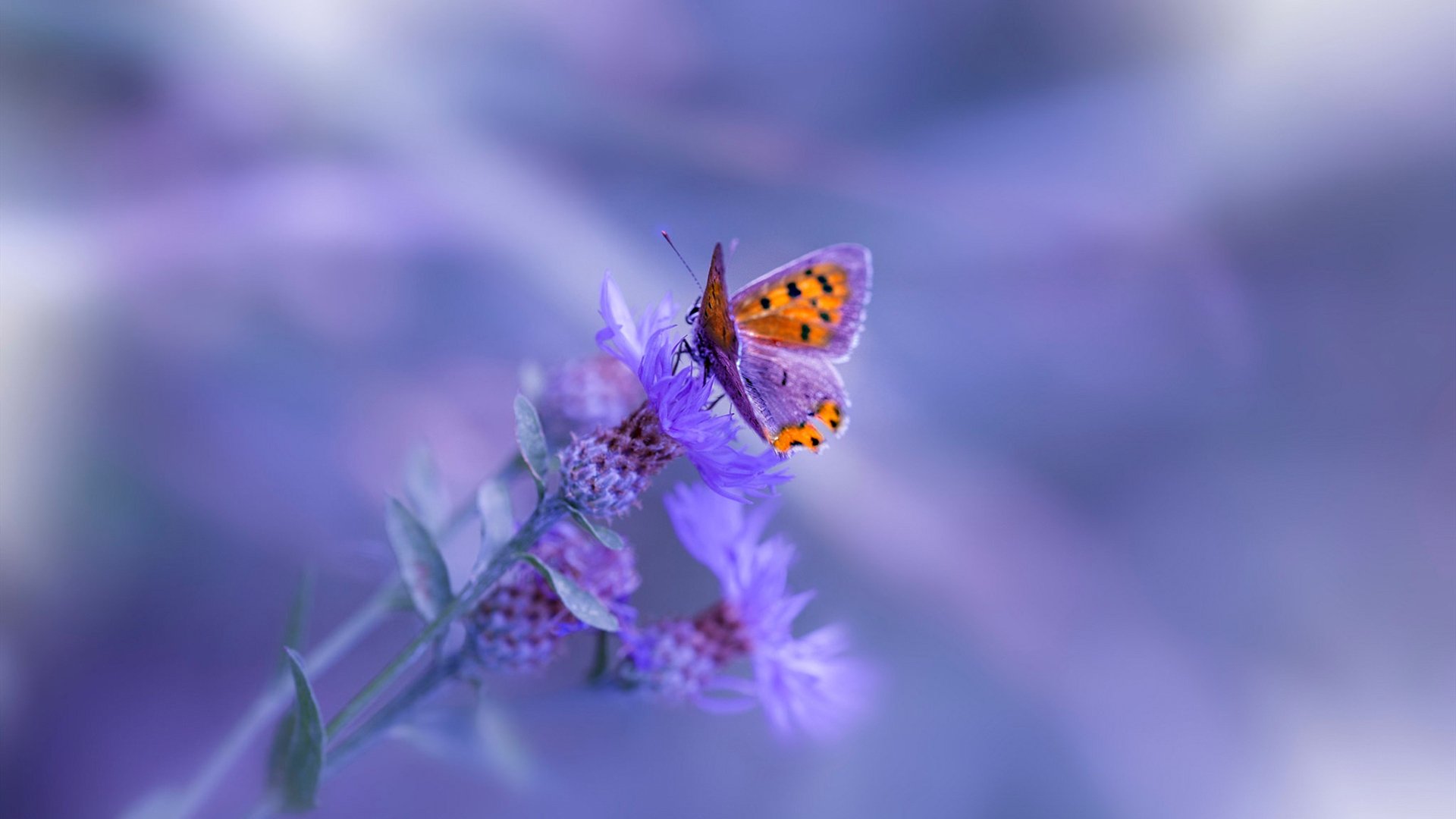 KAIYUN 中国大陆-雄鹿核心中锋回应交易传闻：我忠于密尔沃基，密尔沃基雄鹿队总冠军