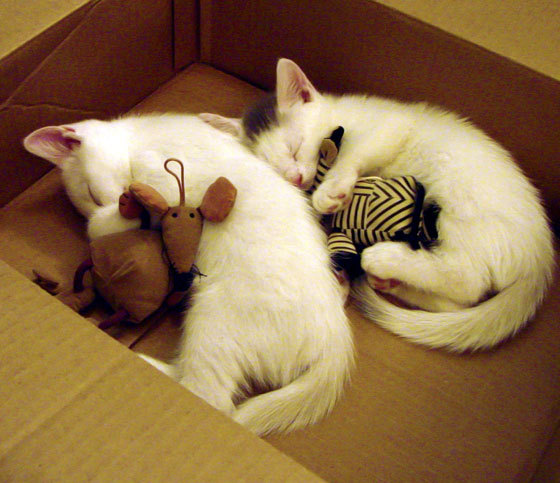 开云中国大陆-体育教练调整阵容应对密集赛程，体育教练简介照片