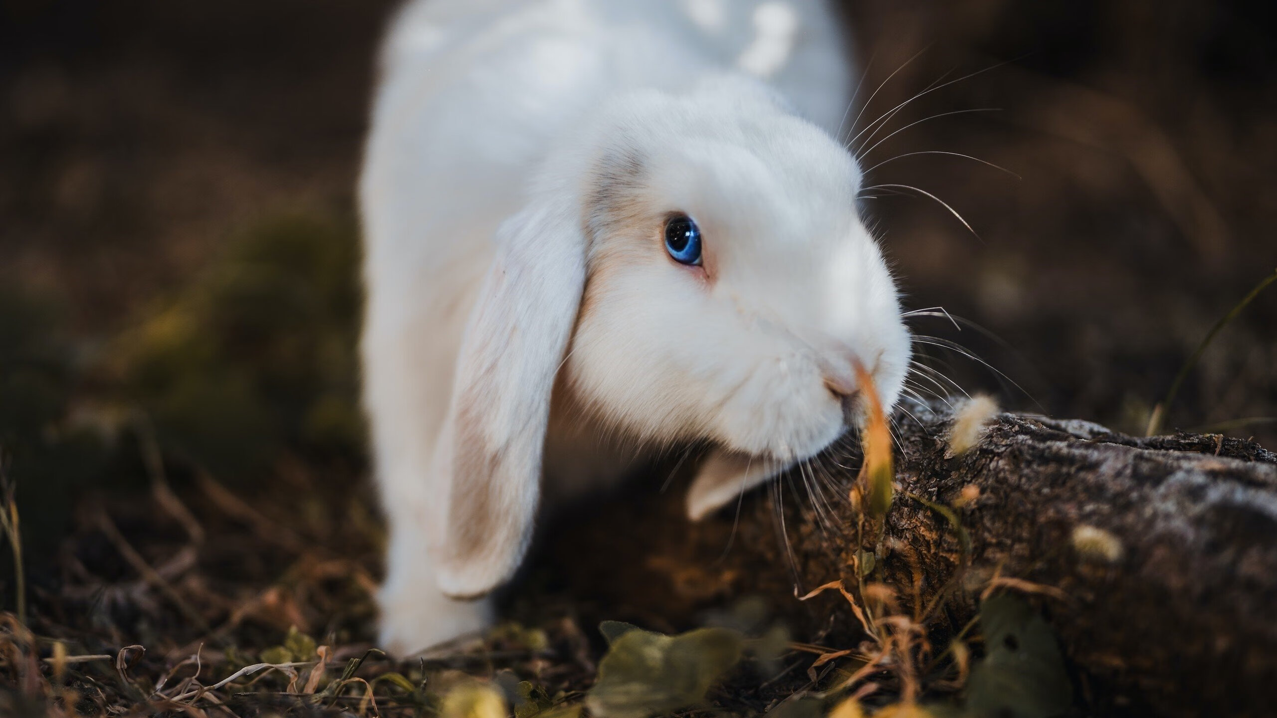 详细阅读:开云官方网页登录-意甲新赛季球队成绩大揭秘,欧冠热门成谜,意甲新赛季前瞻 开云官方网页登录-意甲新赛季球队成绩大揭秘,欧冠热门成谜,意甲新赛季前瞻