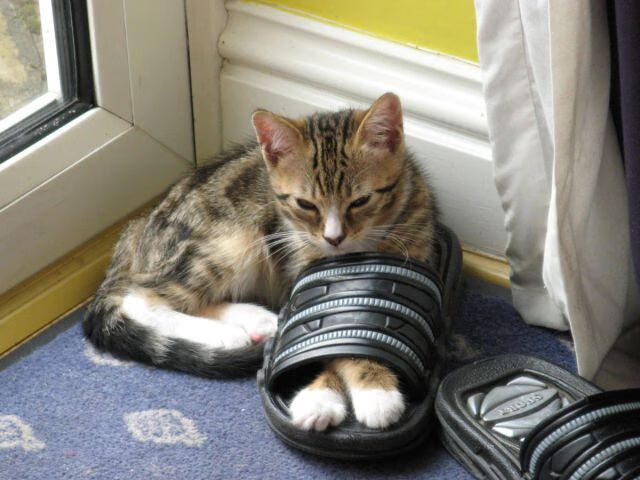 KAIYUN 中国大陆-里尔年轻球员表现亮眼，里尔新帅