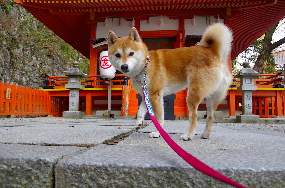 开云入口-黄蜂取得关键胜利,击败魔术赢得比赛,黄蜂魔术推荐