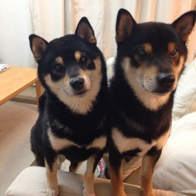 开云网页版-印度赛制解析：如何应对全球乒乓大赛中的压力，印度乒乓球联赛