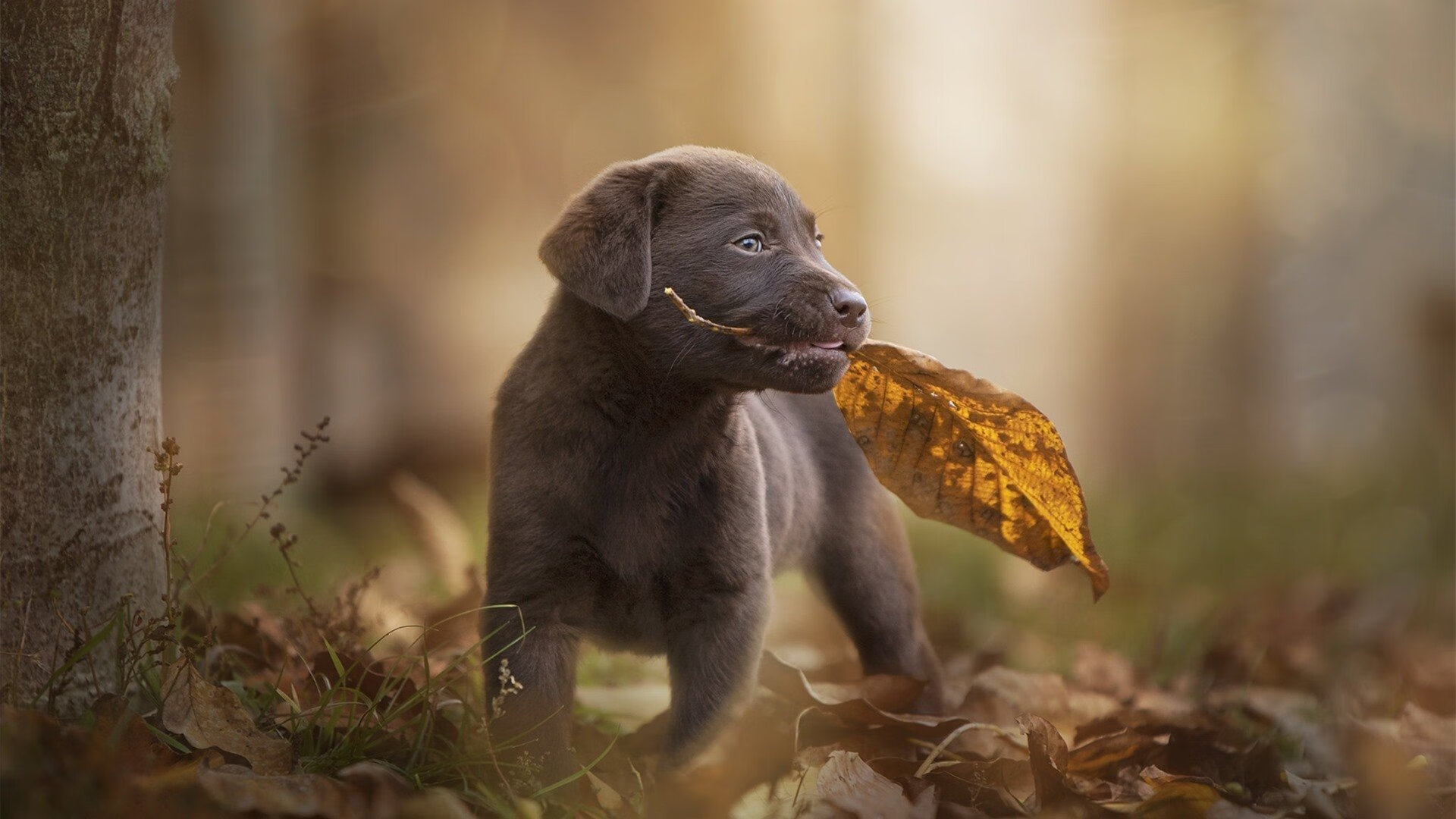 开云官方-张镇麟赛后采访表达夺冠决心展现大将之风,张镇麟视频集锦