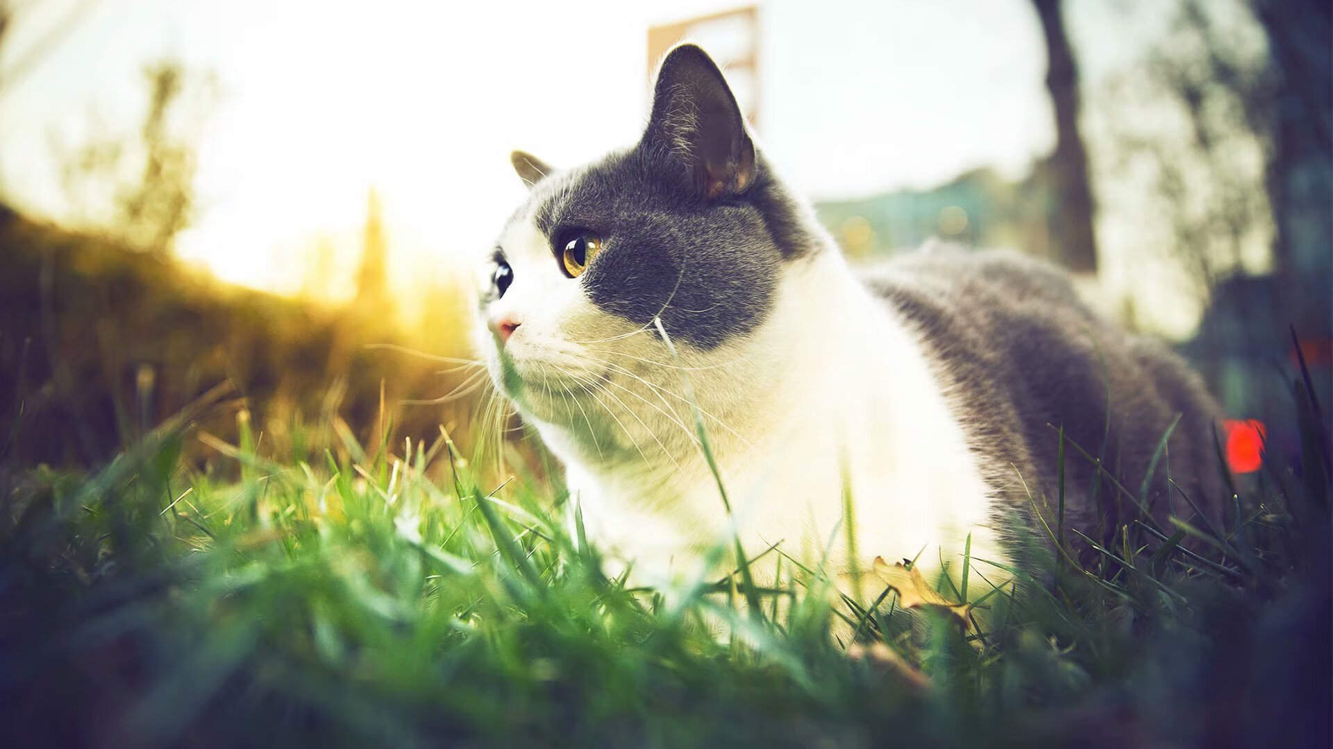 开云网页版-拉齐奥强化右路通道形成配合支点