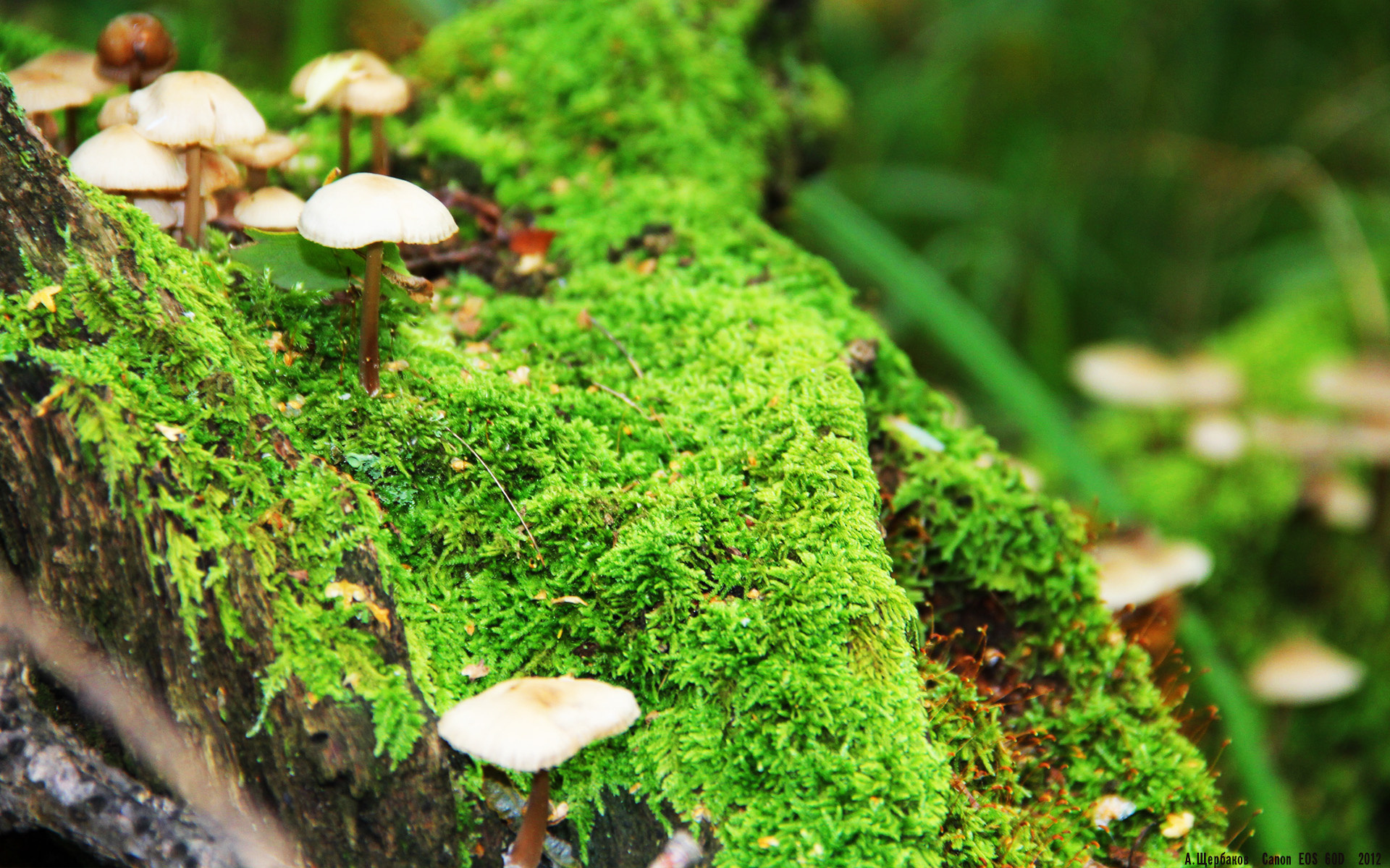 Kaiyun(中国)开云-高压得分成为世界强队标配，世界特高压公司排名