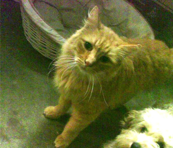 开云体育-“华金·托比利亚的全能防守与精准传球，成为阿根廷美洲狮队的核心力量”