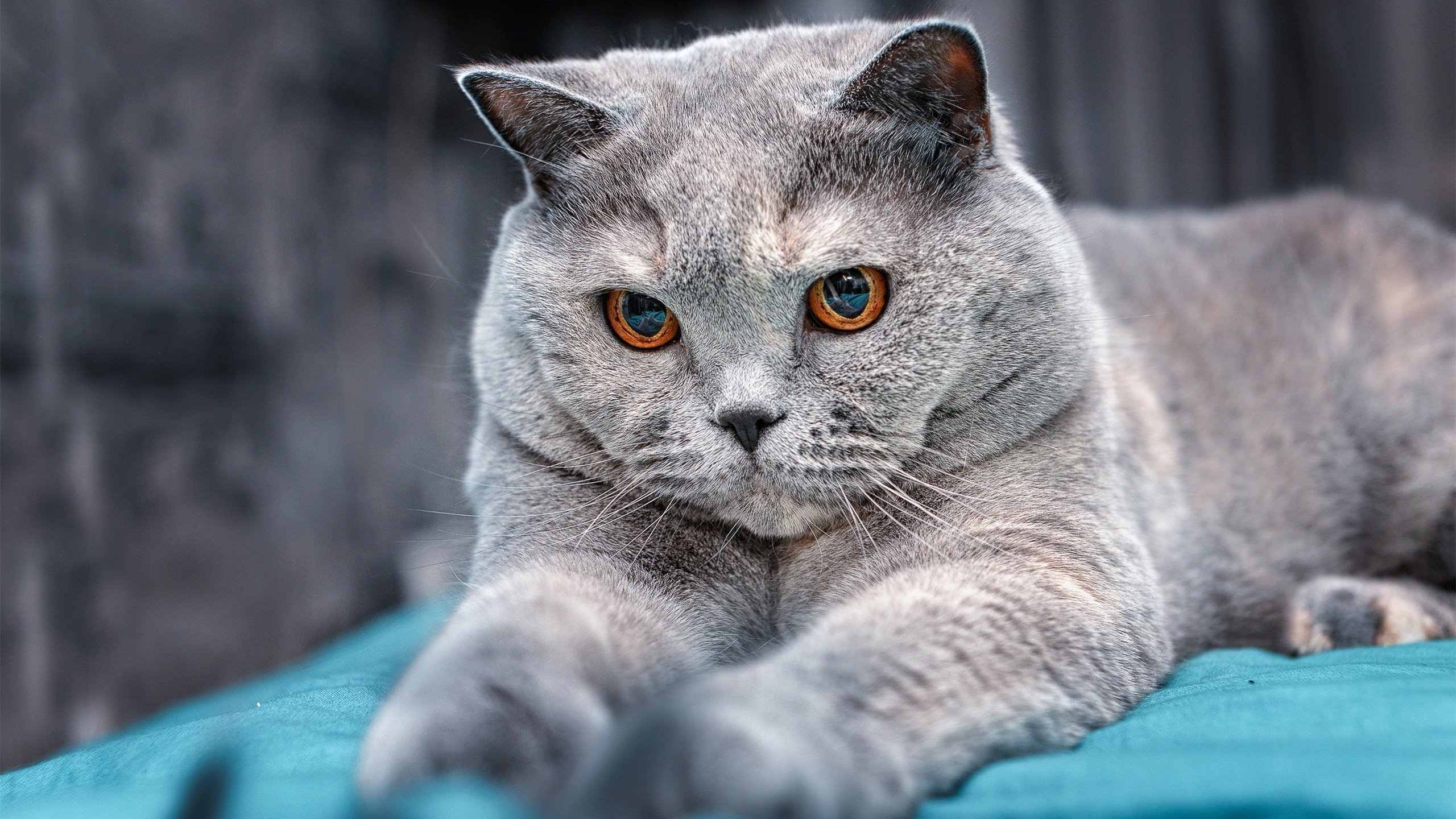 KAIYUN 中国大陆-水球赛南非精准抢断力克对手,南非女水球