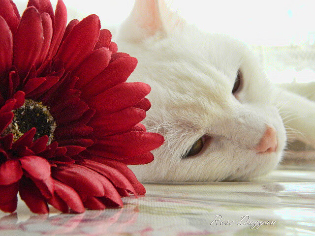 开云中国大陆-精准配速制胜,奥卡拉汉再次夺魁,奥卡拉市