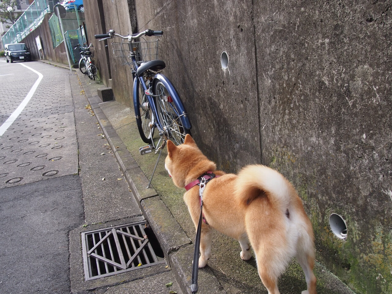 Kaiyun APP-青训体系将引入体能等级分级制度推动训练科学化，青训政策